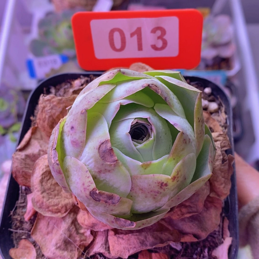 山地玫瑰一物一拍013