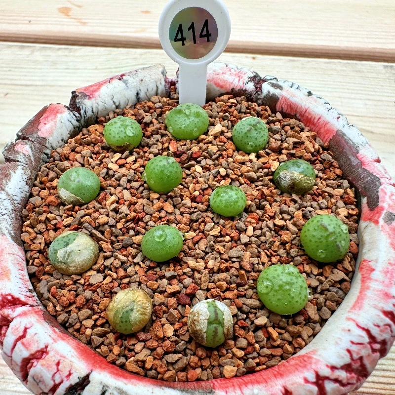 414多肉植物皮卡丘一颗