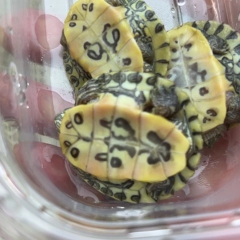 绿毛龟不分公母88889