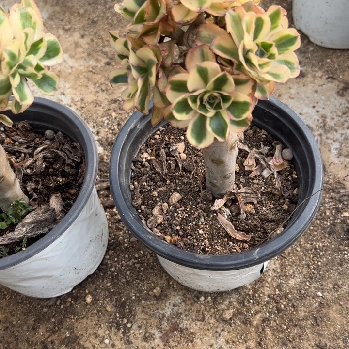 燕子锦绣球多肉植物量