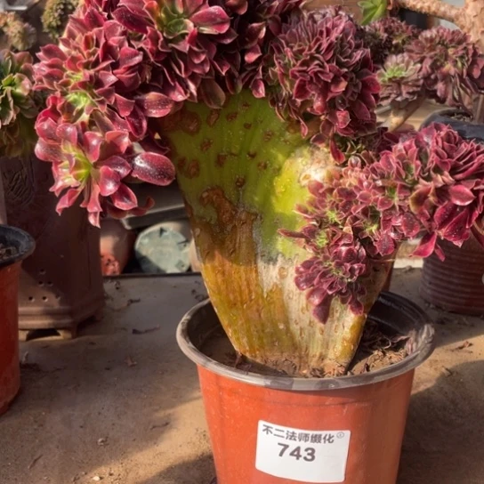 743，美杜莎缀包邮