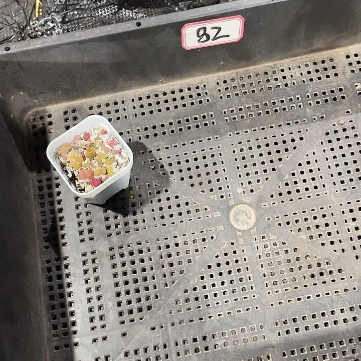 豆***儿82号筐带盆土发货