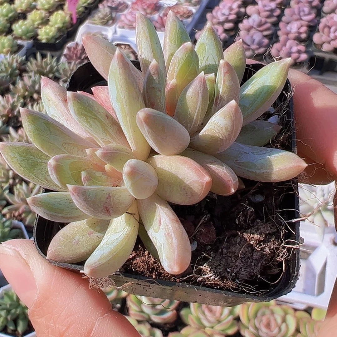 双头炫彩星19包邮多肉植物