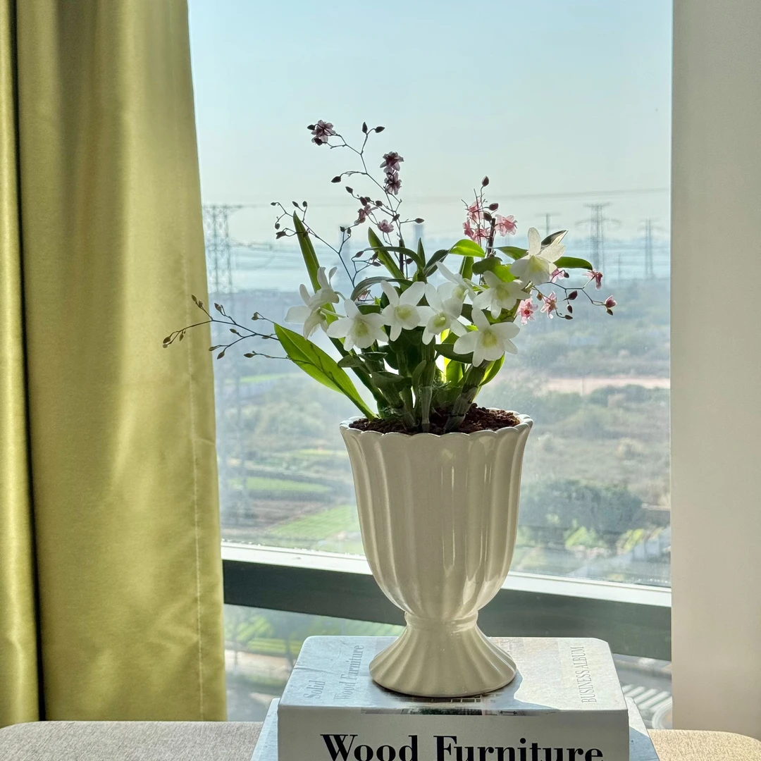 【春石斛梦香兰】组合盆栽带花苞客厅办公室内桌面年宵花卉绿植