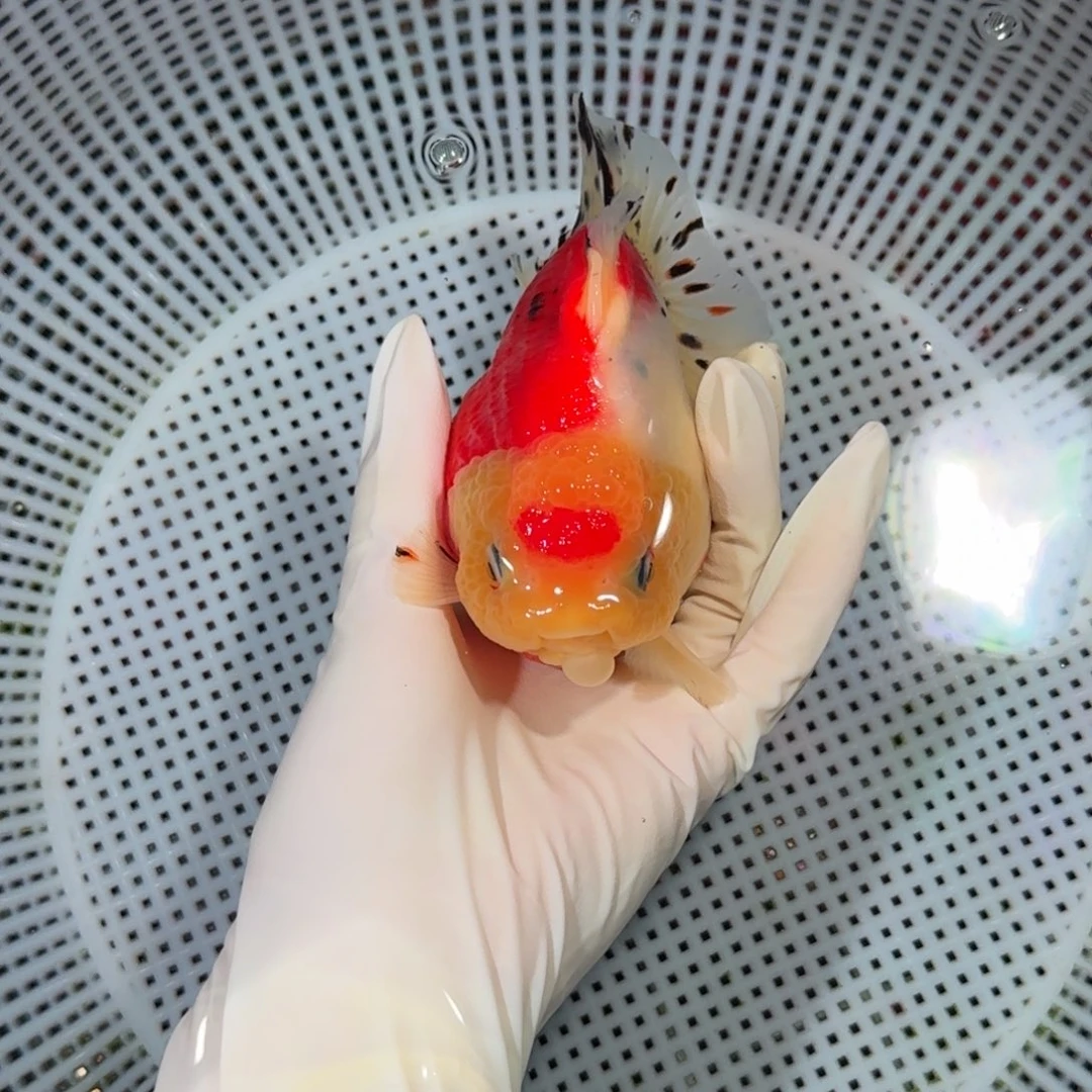 金鱼精品短尾将军狮子