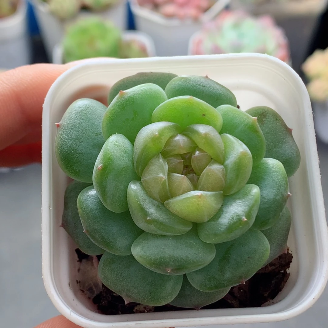 58包邮  群生不包整01