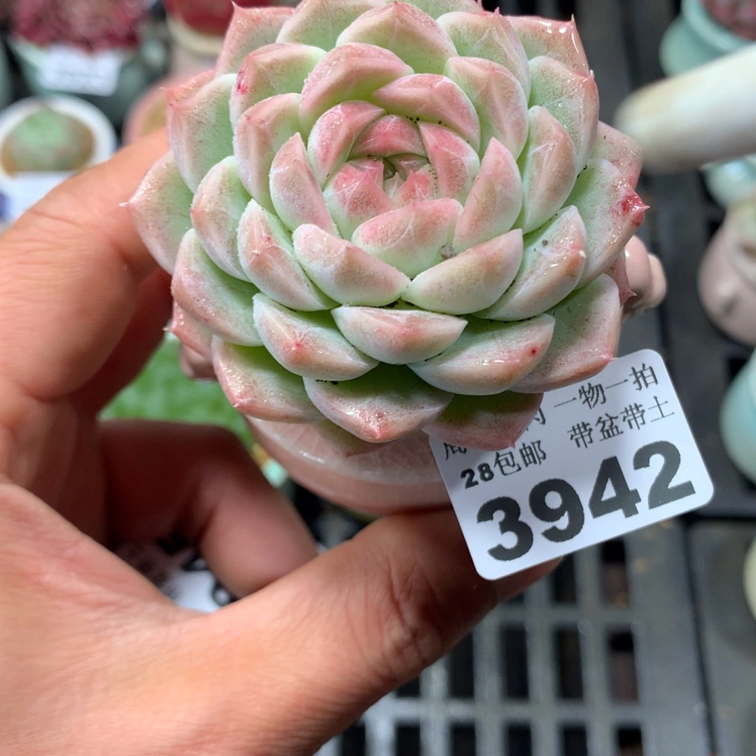 精控多肉植物3942