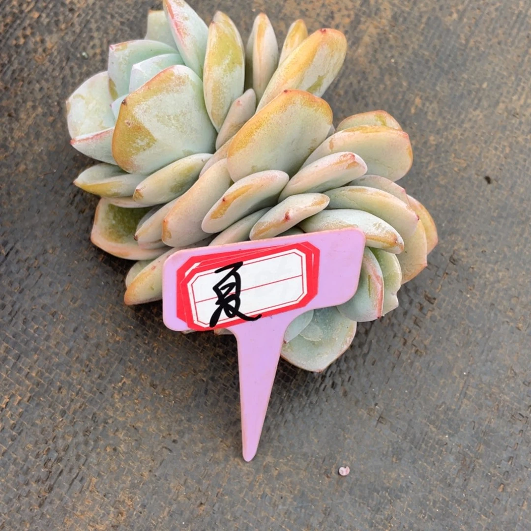 夏*姐姐我在挑战我行走第