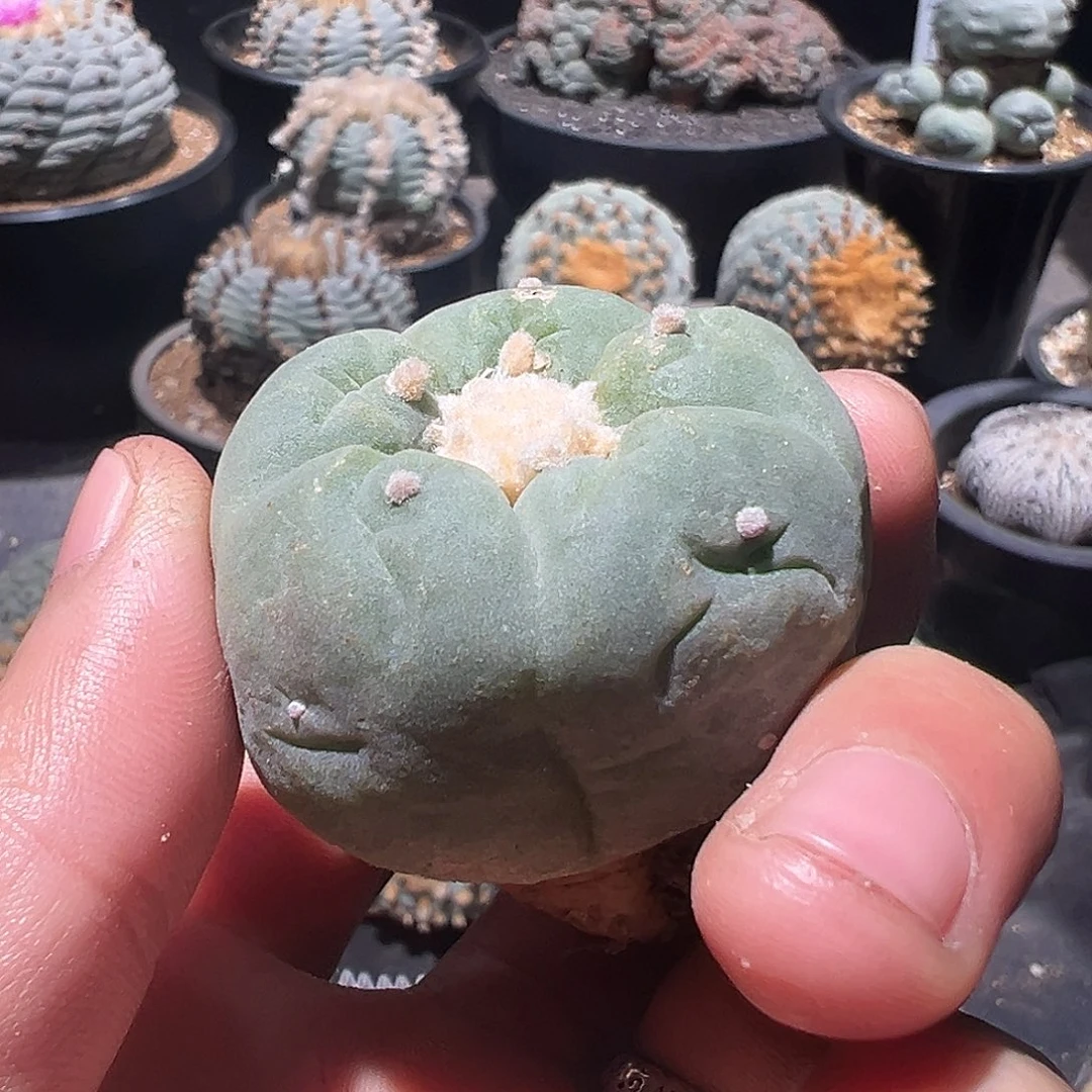 实生深u 大u 实生银