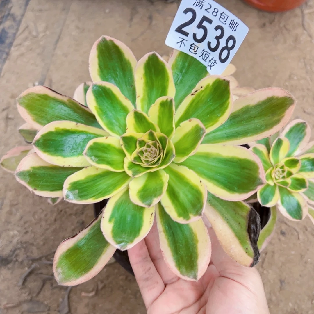 燕姿锦多肉植物2538