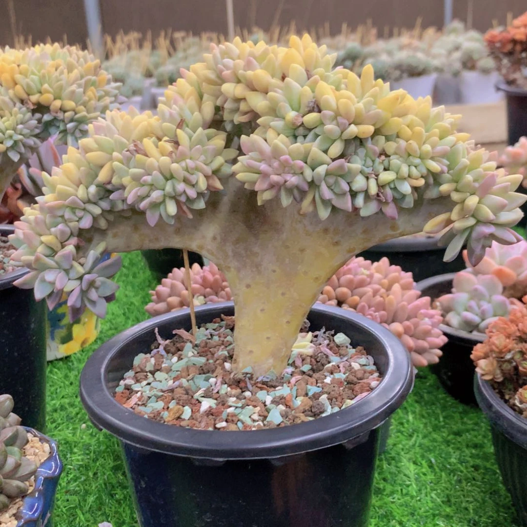 西*淡雪缀多肉植物一物一拍