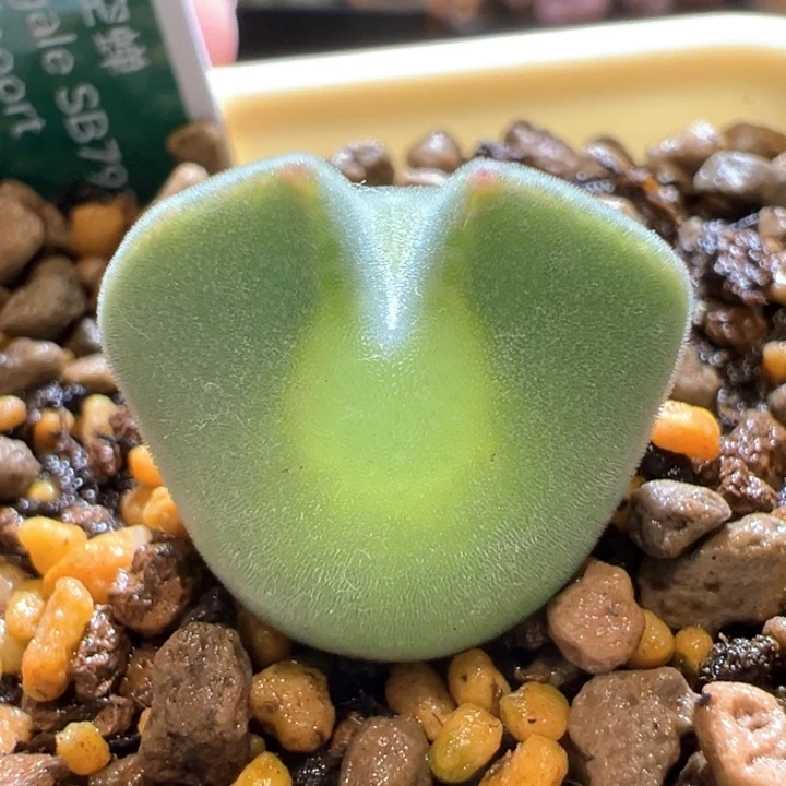 145。青蛙3年超肥肚子1.6cm，特有潜力 ！！！