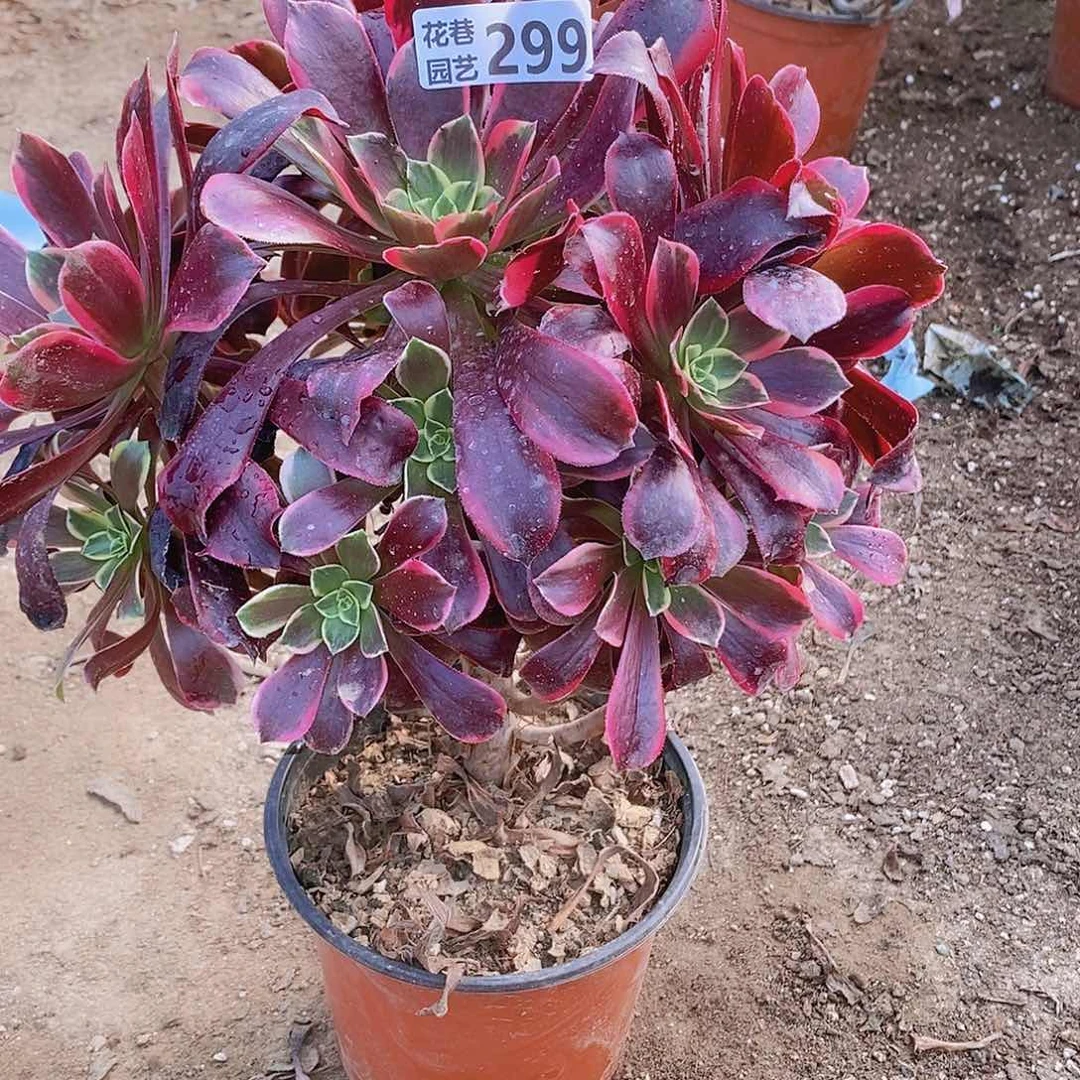 299 号一物一拍多肉植物