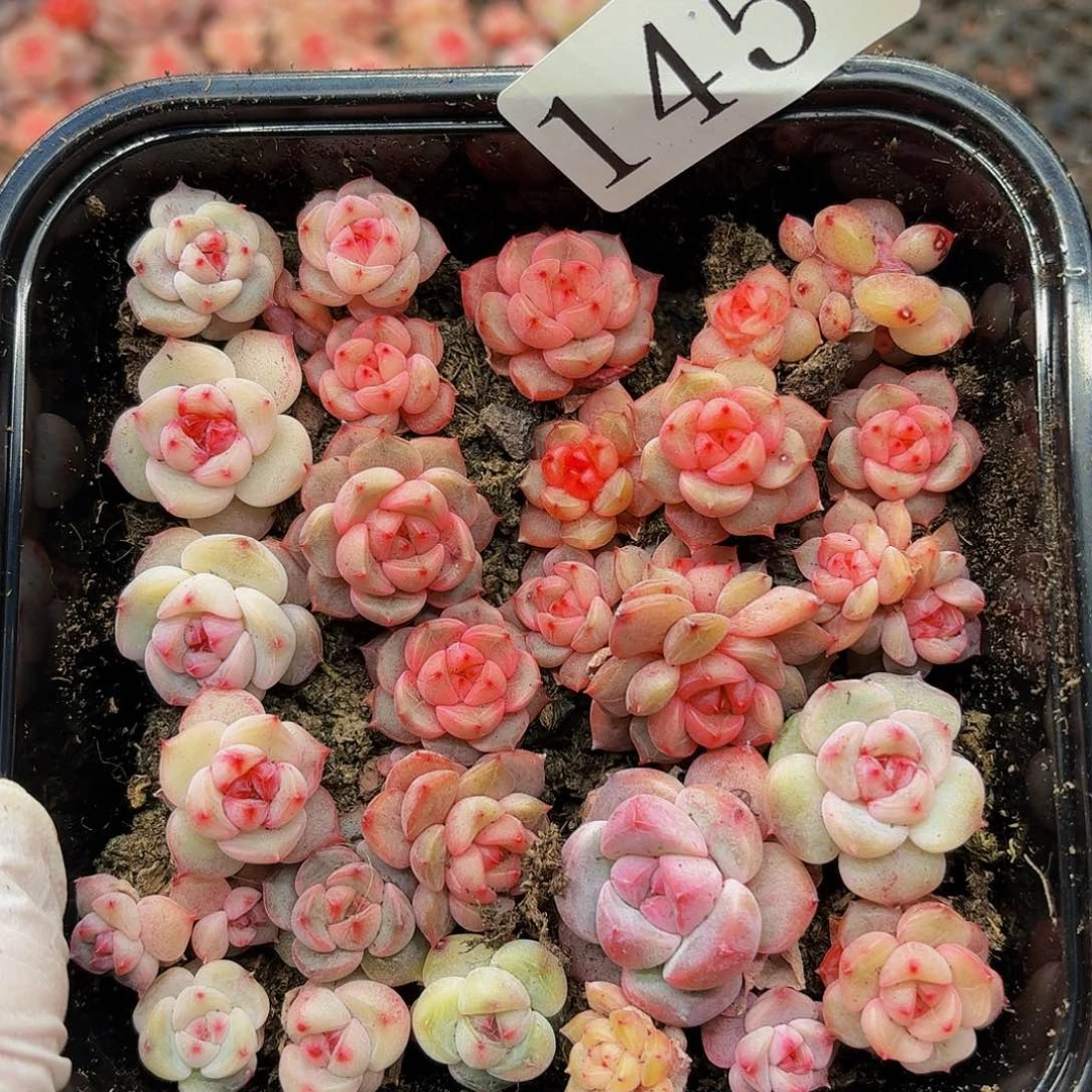 多肉植物多肉植物145