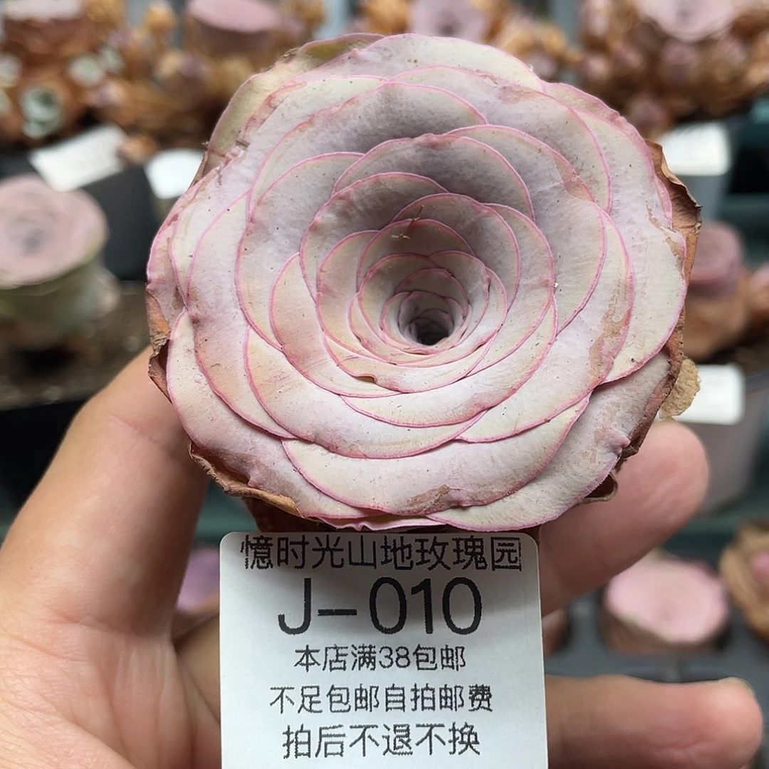 不知名福利010一物一拍