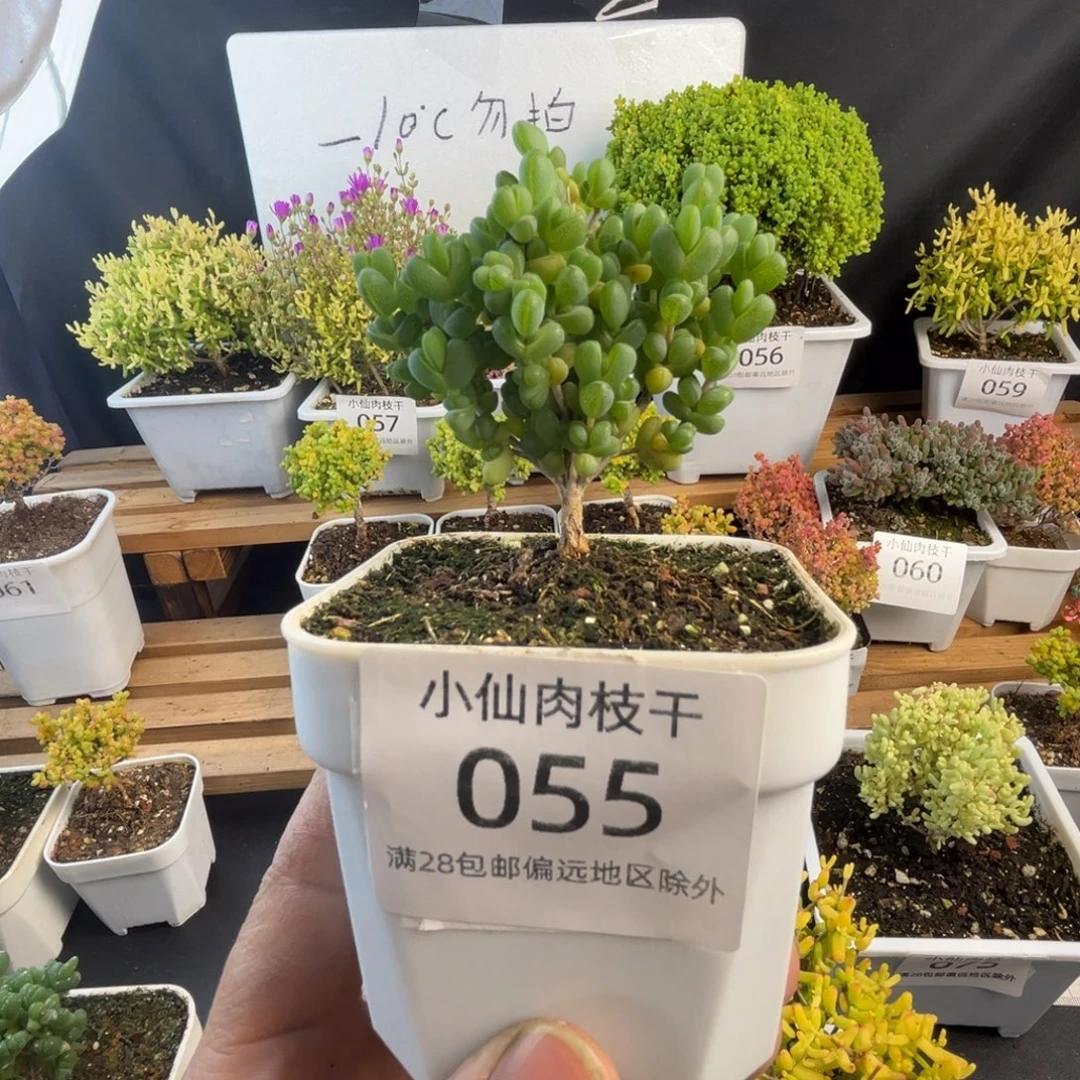 055枝干番杏8口盆元宝