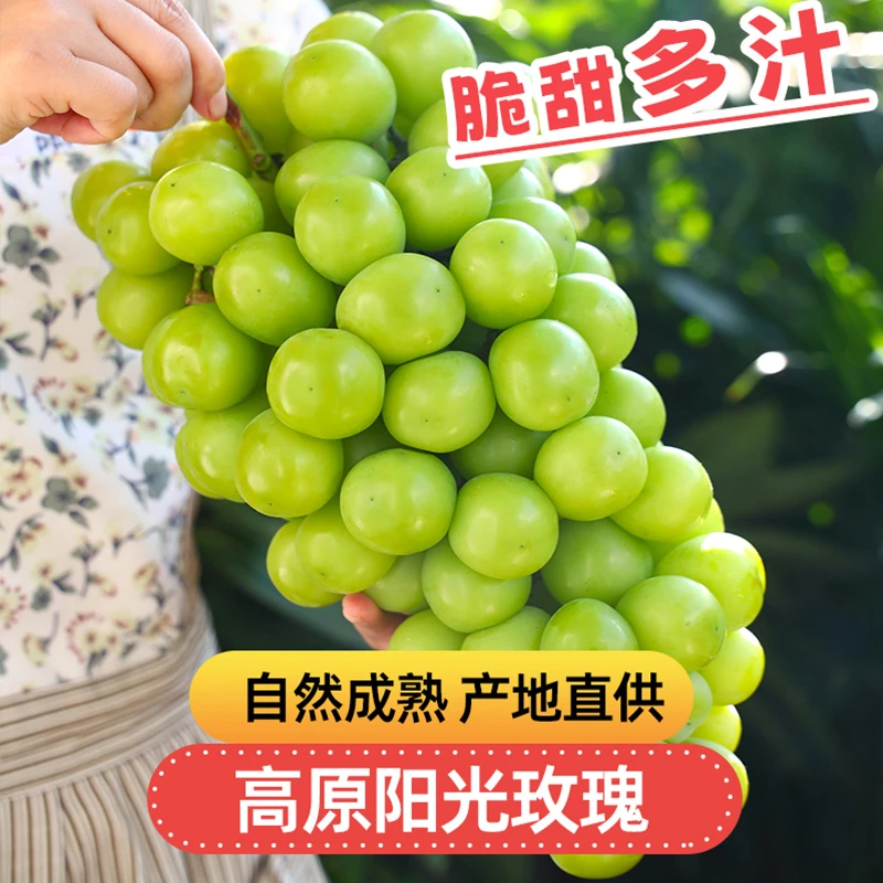 明日达【基地头茬直采】JJ高原阳光玫瑰无籽葡萄香印新鲜水果3斤云南省