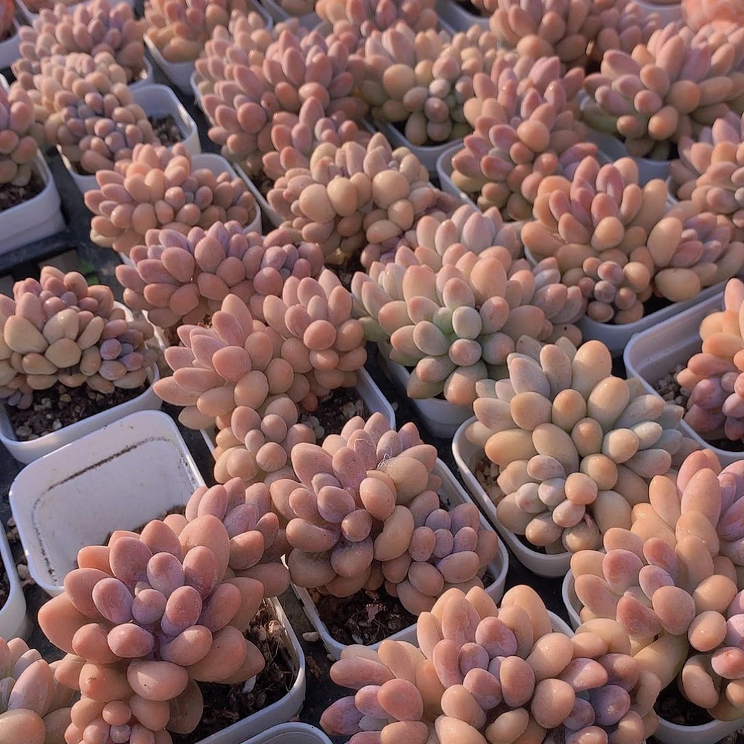 两颗汤圆23467899909