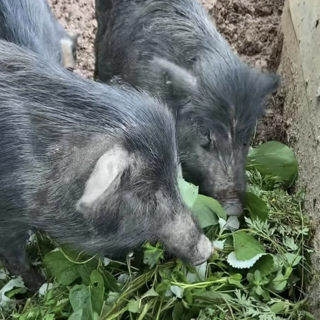 1号一物一拍藏香猪肉