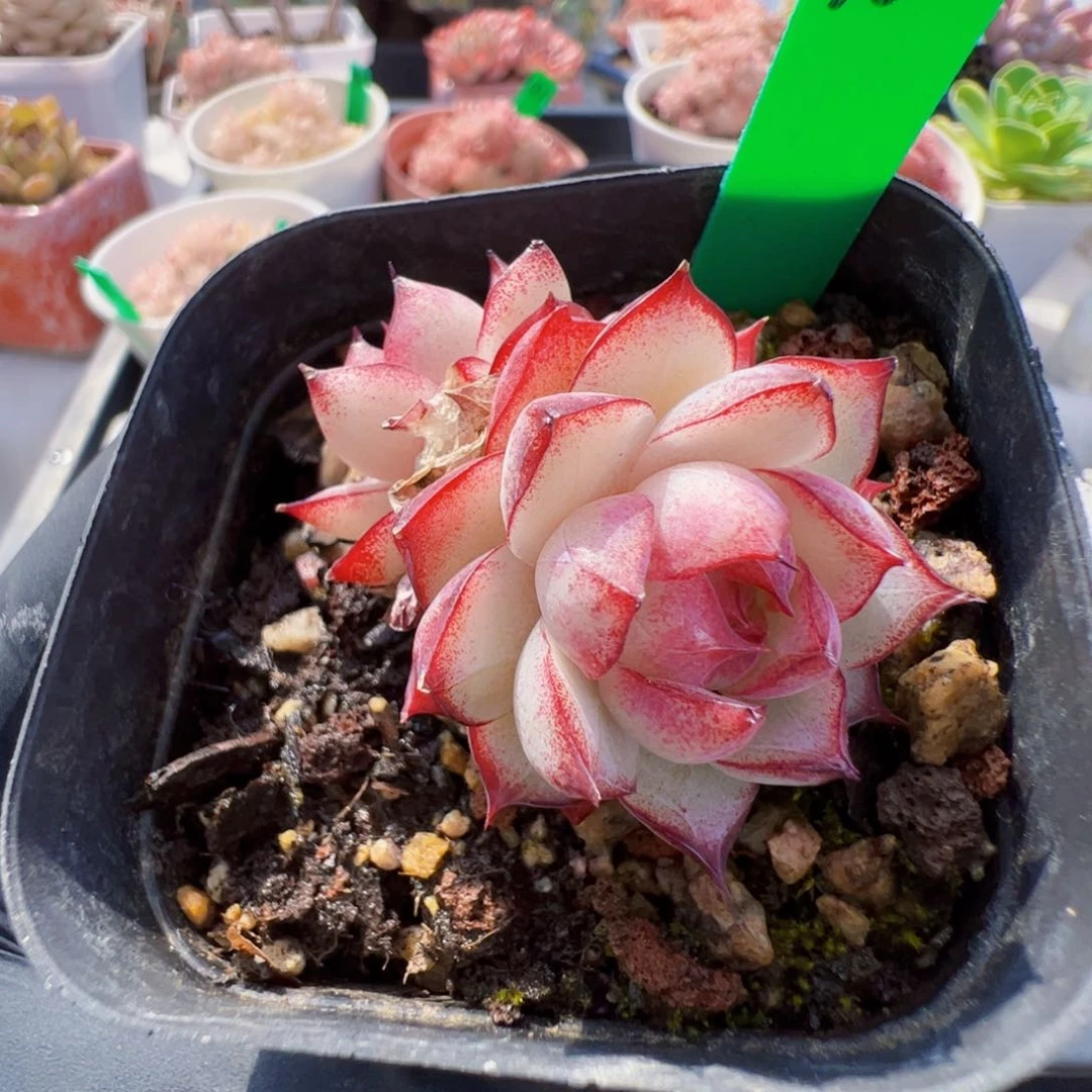 90 星宝精品多肉