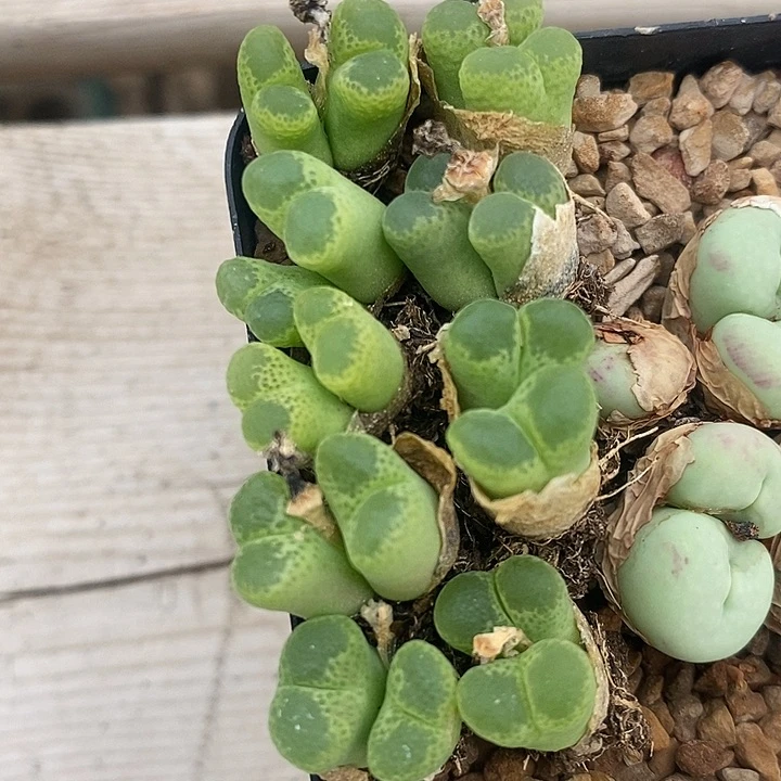 双头绿眼睛风铃一颗