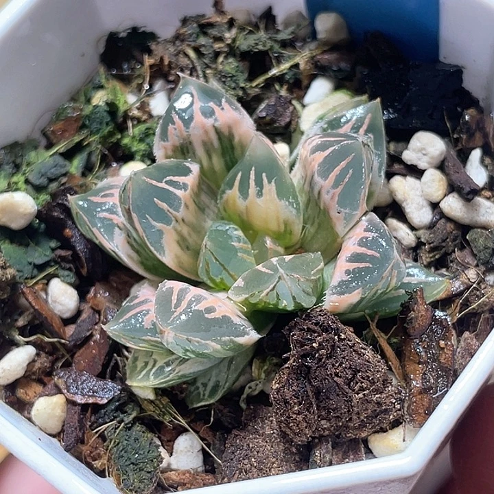 687粉白糊斑花水晶锦特选福利