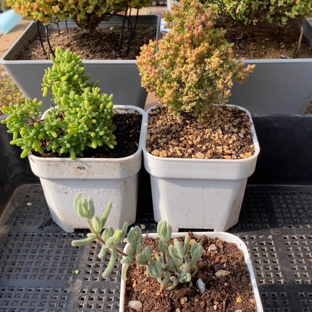 枝干番杏多肉植物104