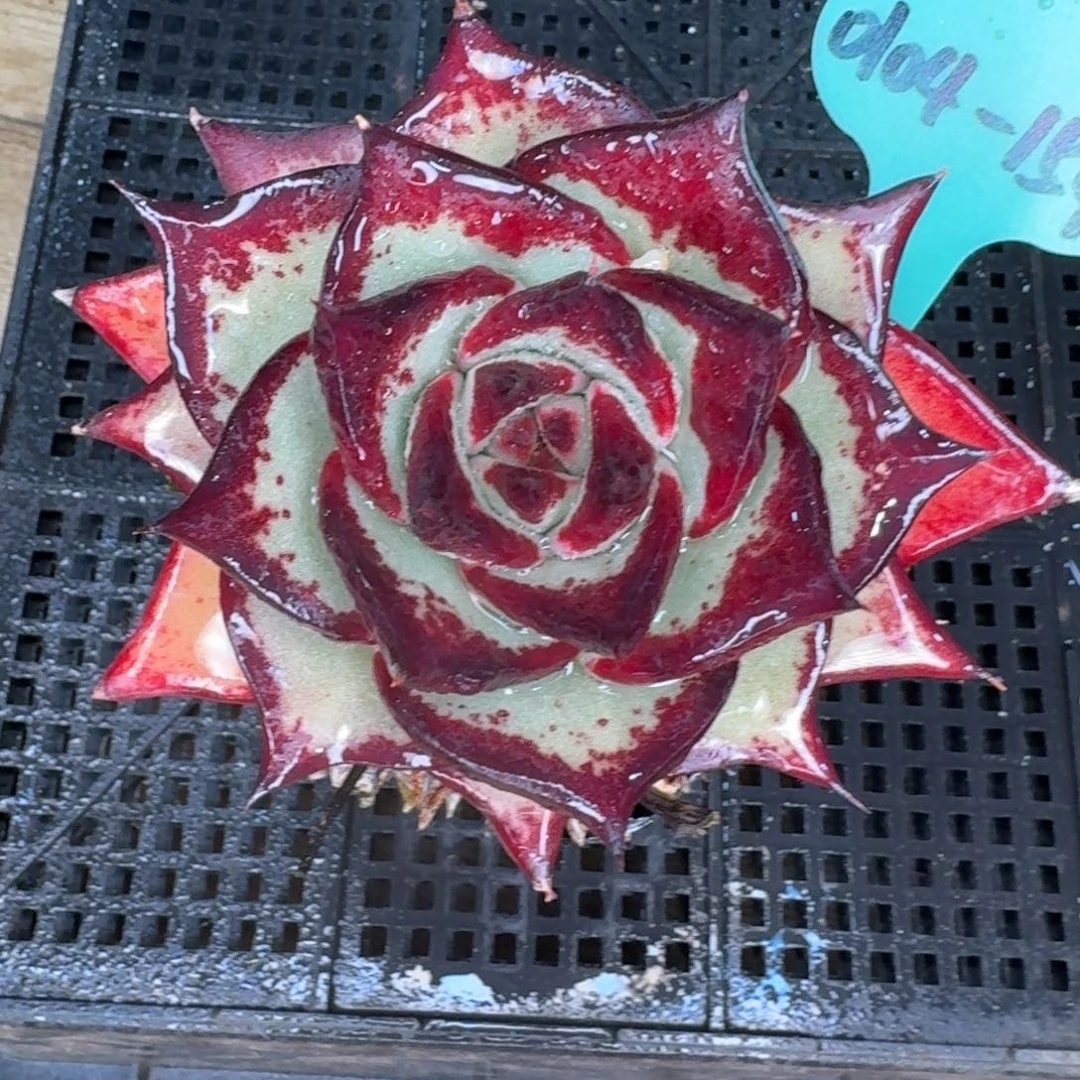 从前慢多肉精选编号0104.154