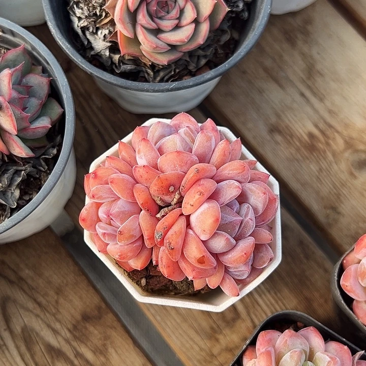 白方盆    星影   群