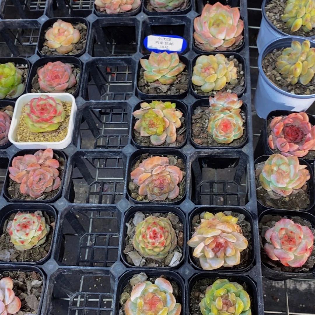 74-开播福利精品糖心美肉五个