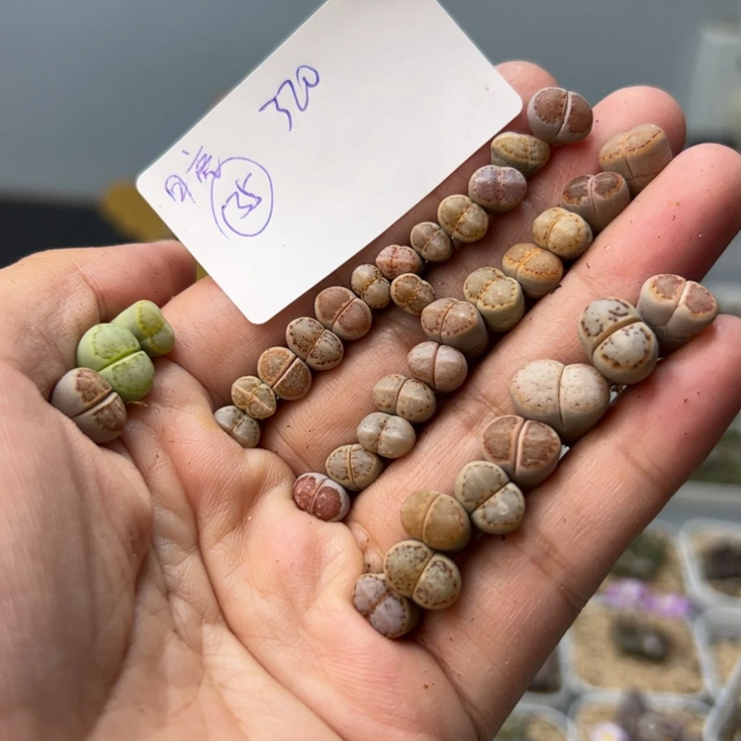 【闪购商品】?****睡000000005