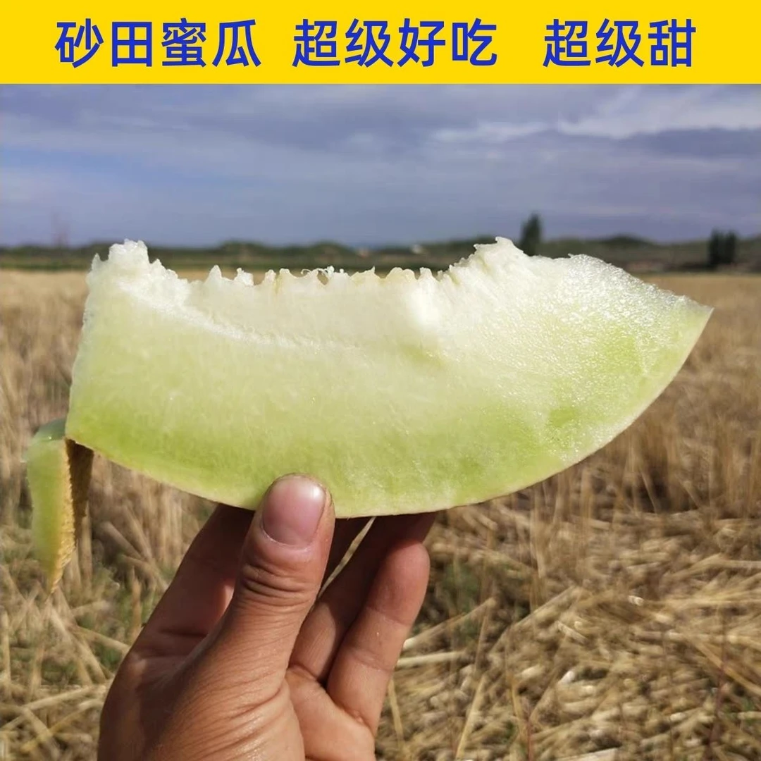 包邮!正宗会宁甜瓜 蜜瓜 白兰瓜,黄土高原孕育的甜蜜果实