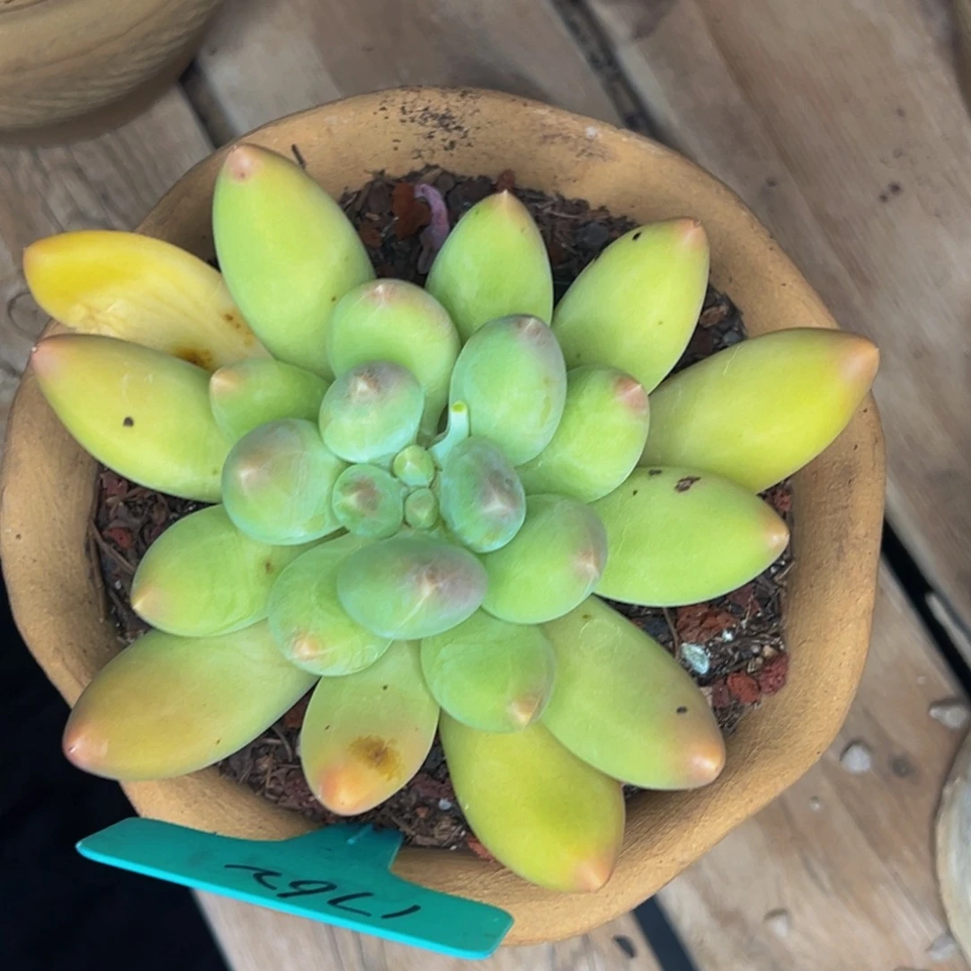 1762号晚上多肉植物群生吃饭