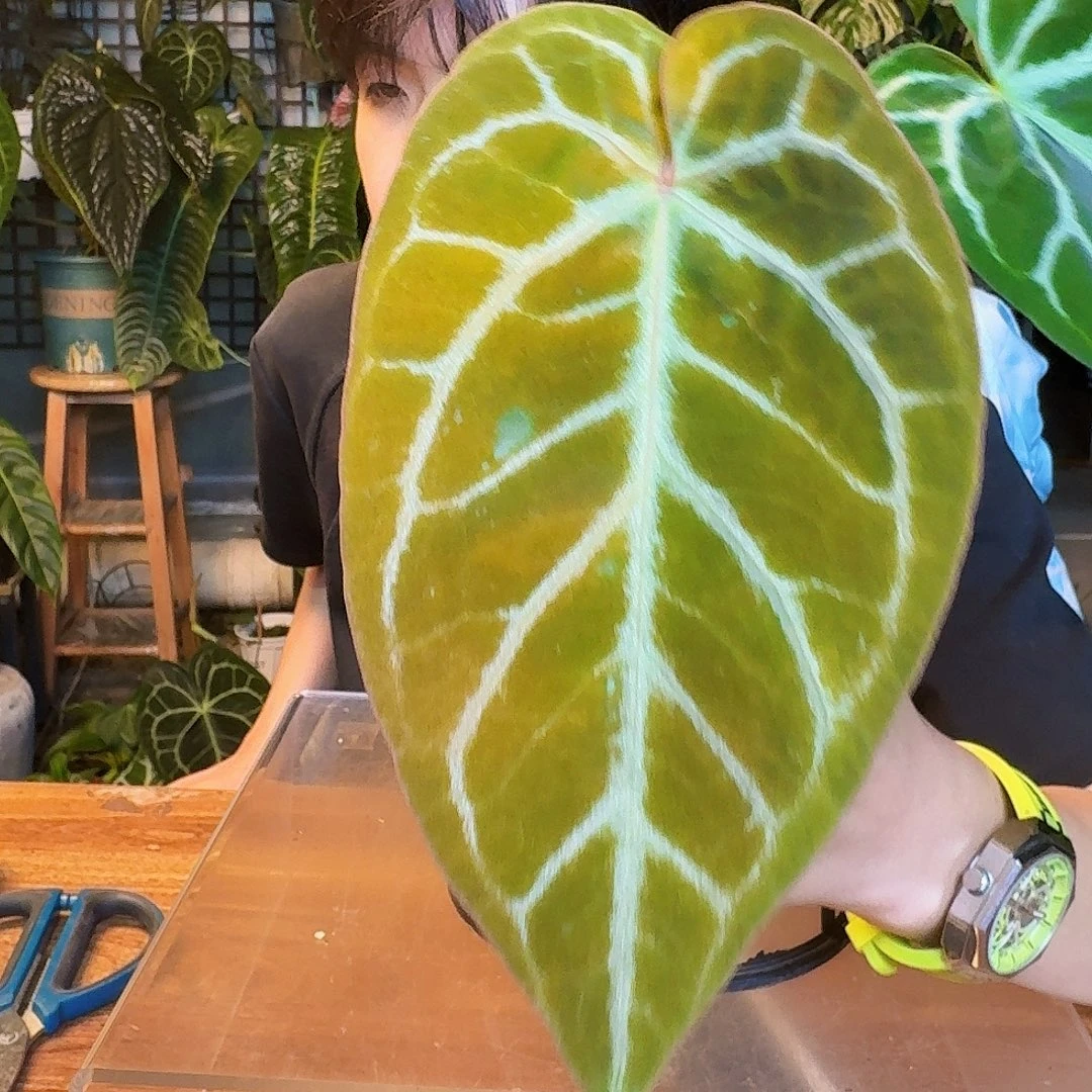 D***-完全开放一物一拍N126skg银杂粉脉撕裂纹