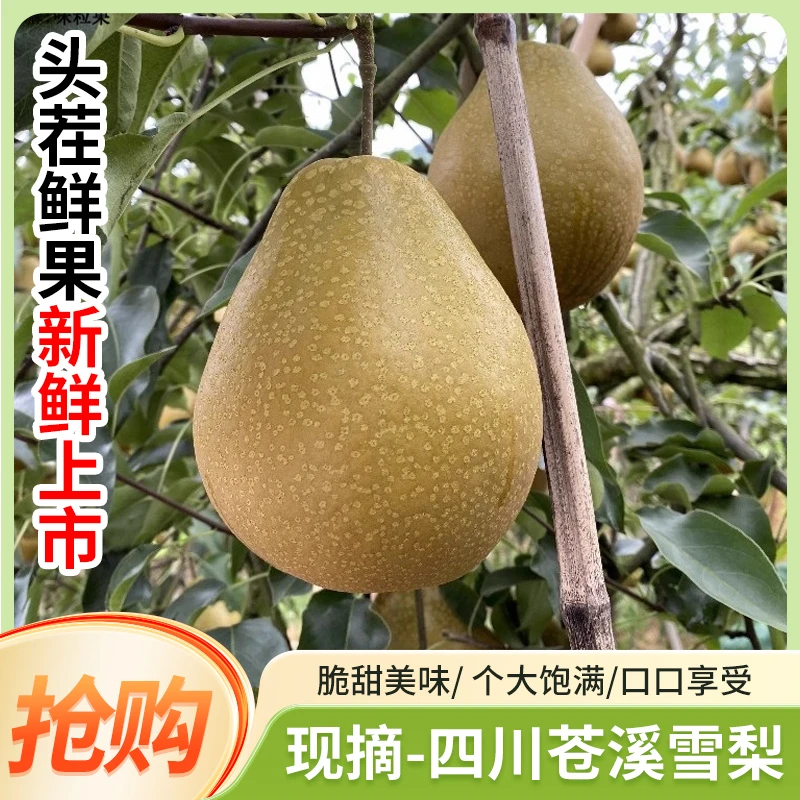 【6个/箱】苍溪雪梨皮薄肉厚水分足，带箱约9.5斤，新鲜现摘新鲜水果