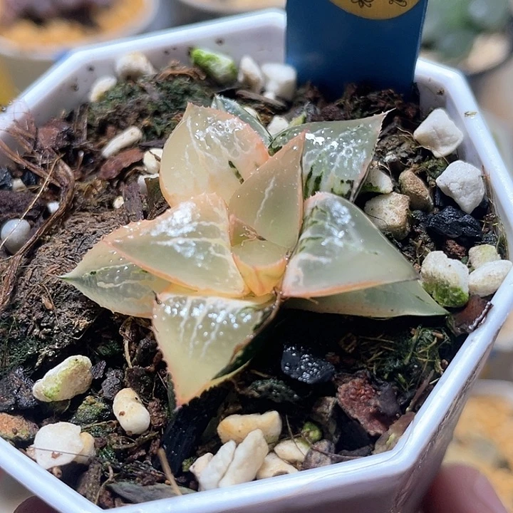 566糊斑酒吞锦特选福利