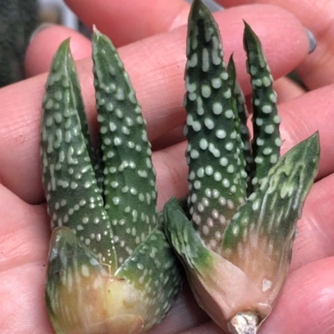 稀有硬叶侧牙2颗一起发货