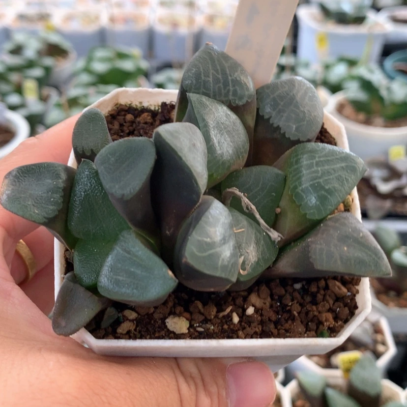 【闪购商品】382黑白
