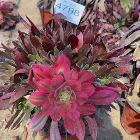 光辉多肉多肉4798