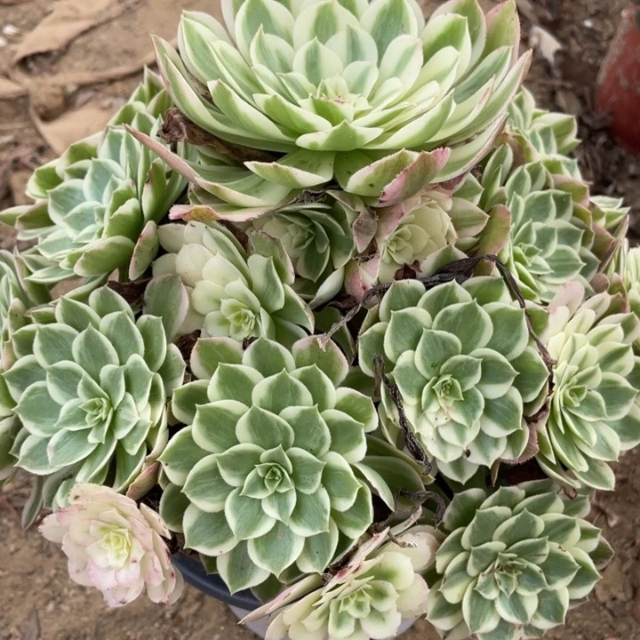 无花朵309多肉植物海王