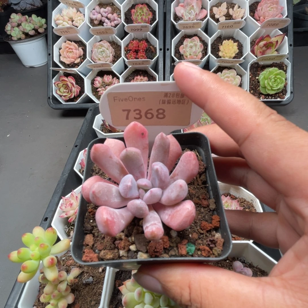 7368丘比特4.0厘米