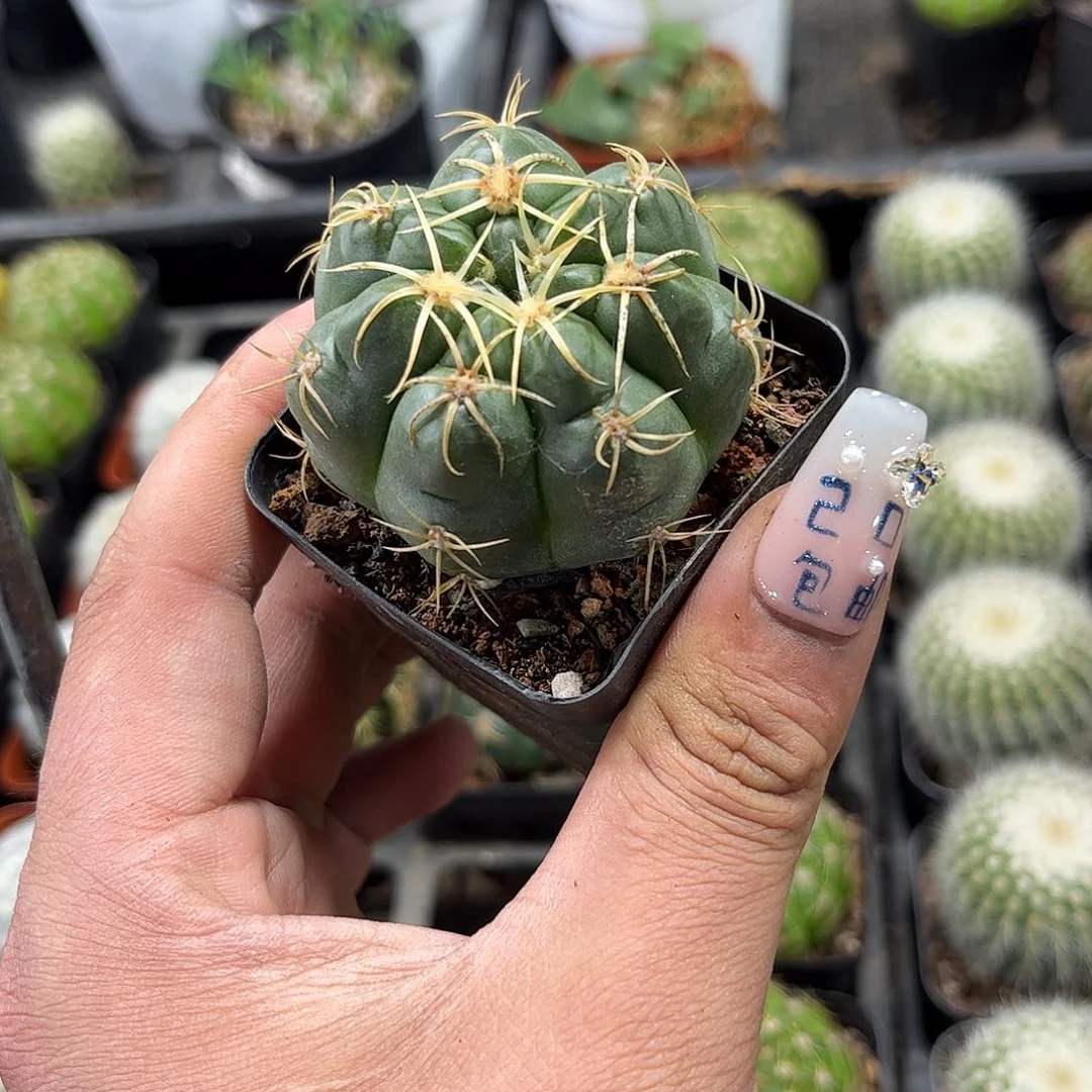 美花海王单头发货有根发货