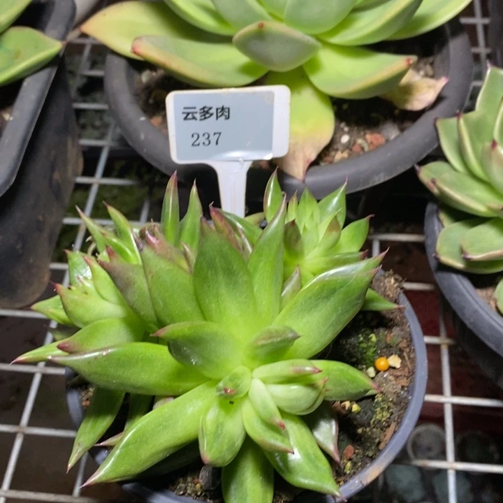 x237-直播福利直播福利