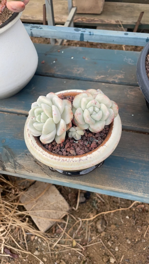 石化冰玉多肉不带盆