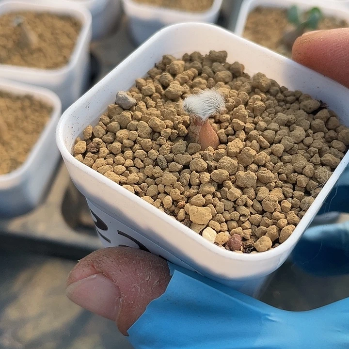 227迷你毛叶石蒜块根