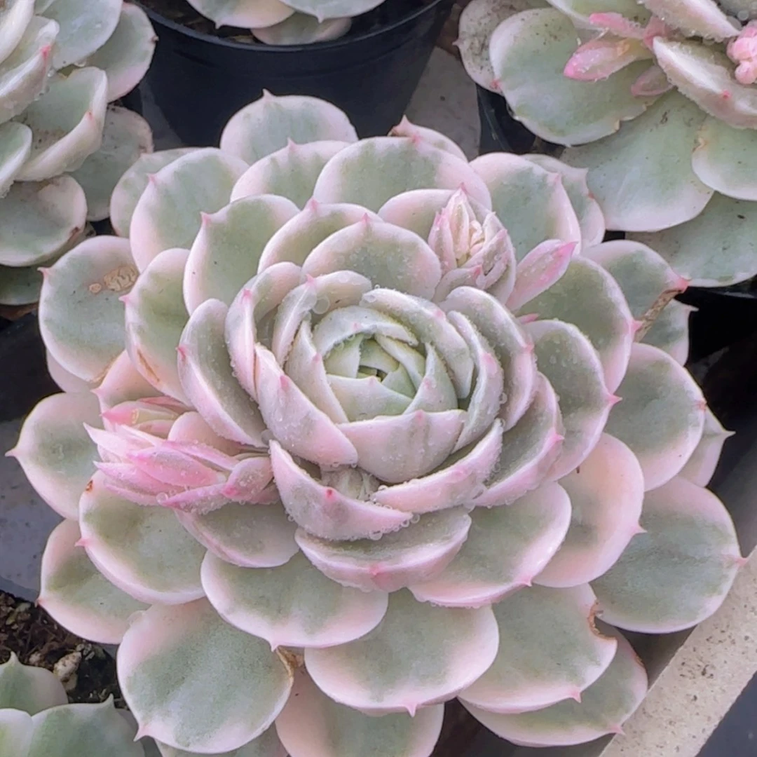 【闪购商品】昂斯诺锦