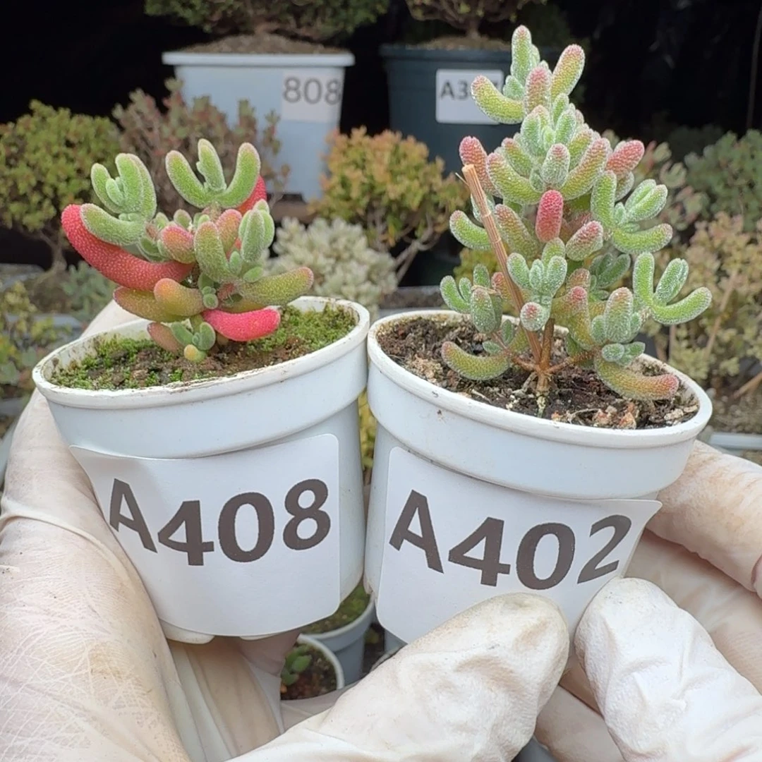 A402红冰晶408红叶