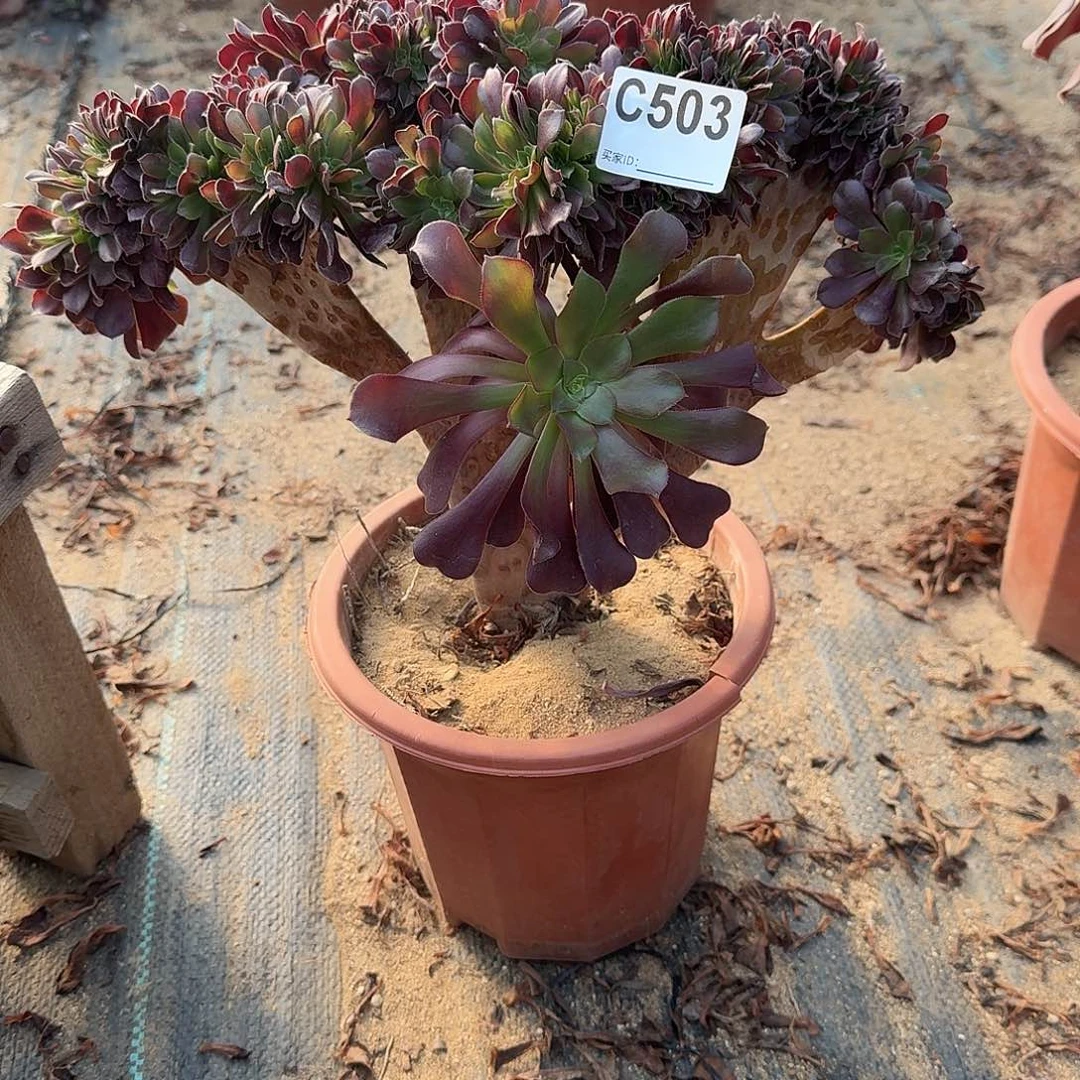 503欧紫一颗呀呀呀