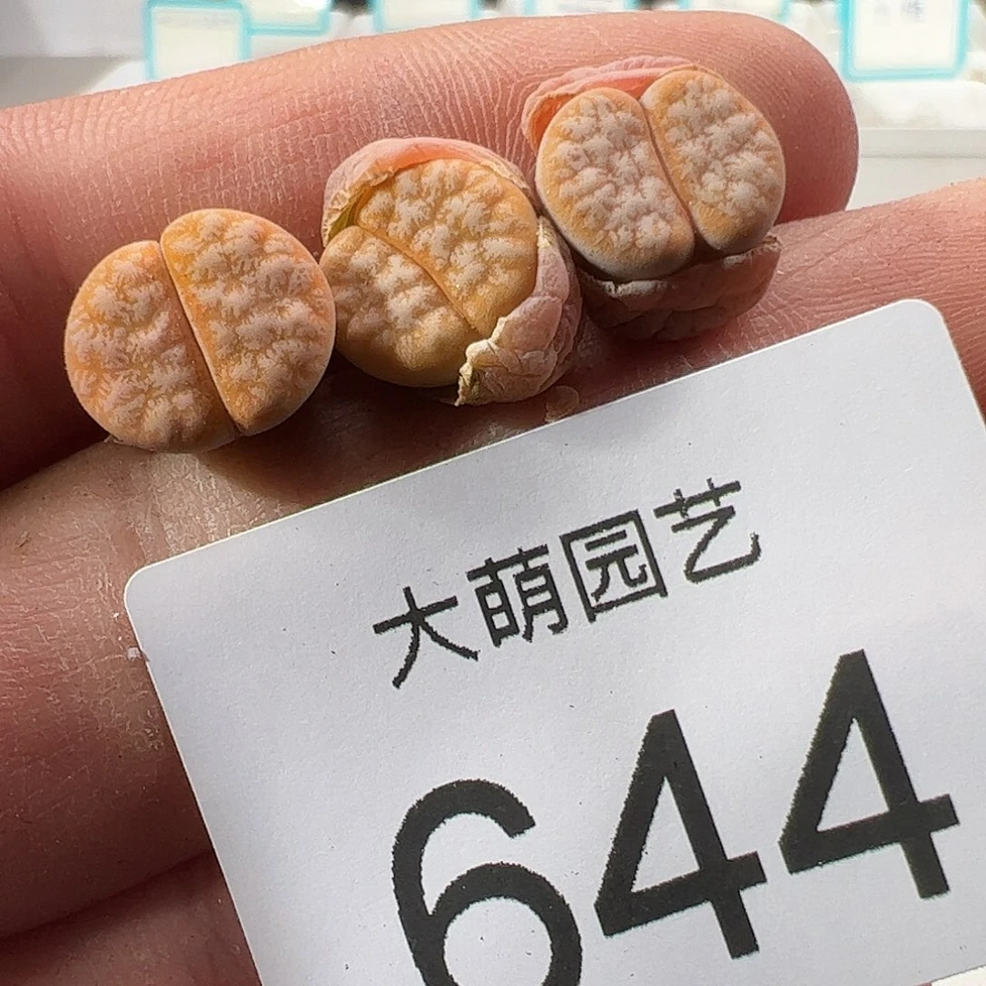 0000644 一物一拍……