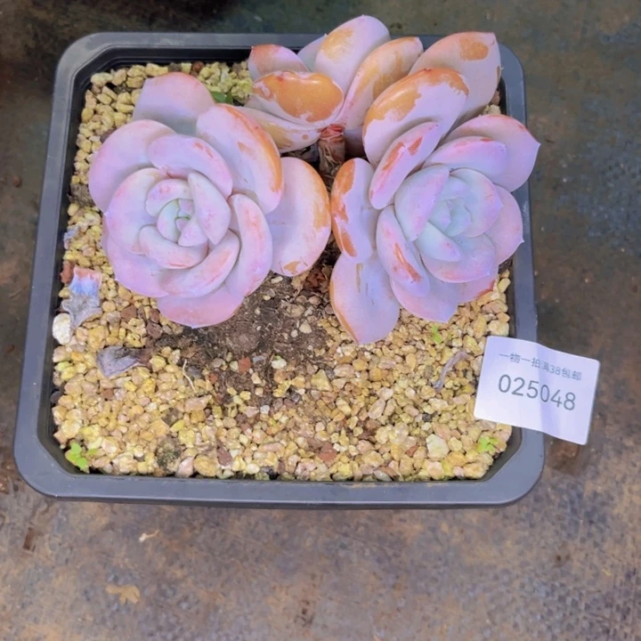 多肉一物一拍5048
